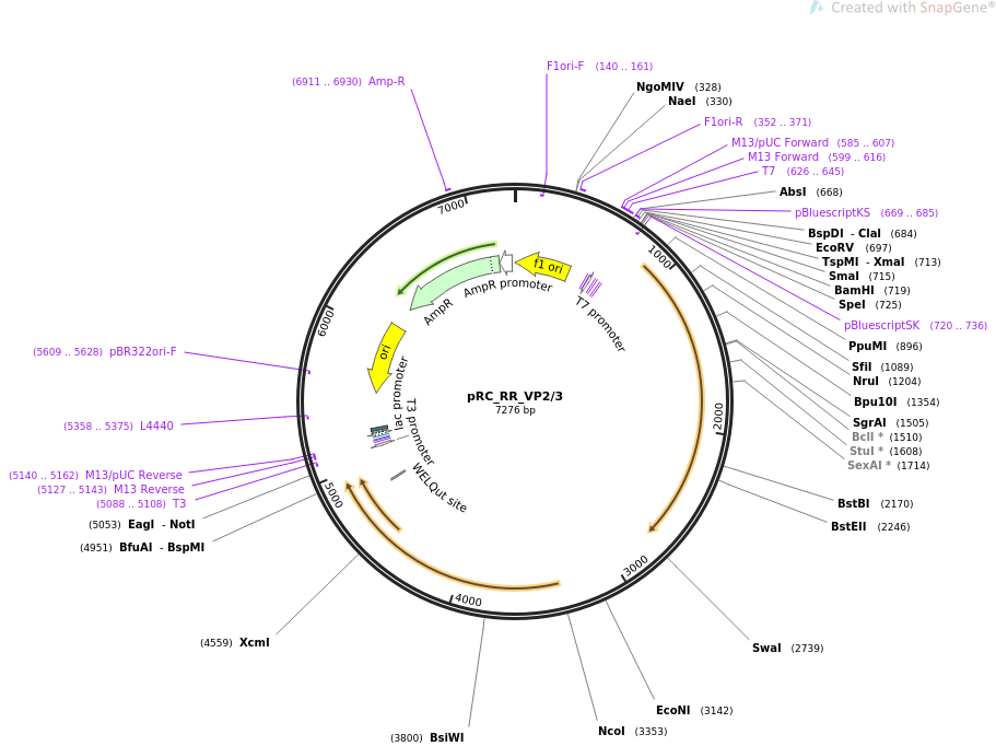 pRC_RR_VP2 3质粒图谱